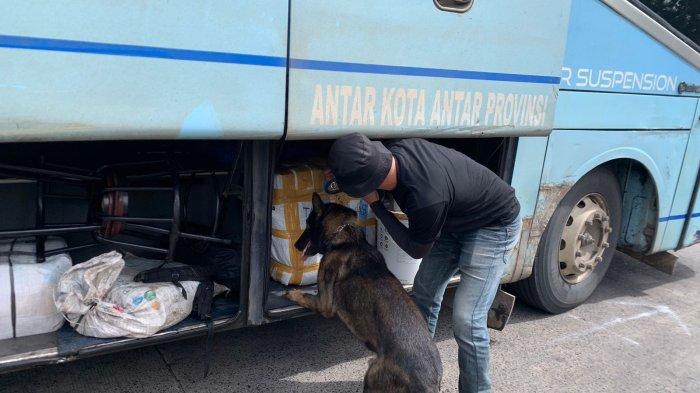 Enam Anjing K9 Bantu Ungkap Kasus Narkoba di Pelabuhan Bakauheni, Sabu hingga Ekstasi Disita
